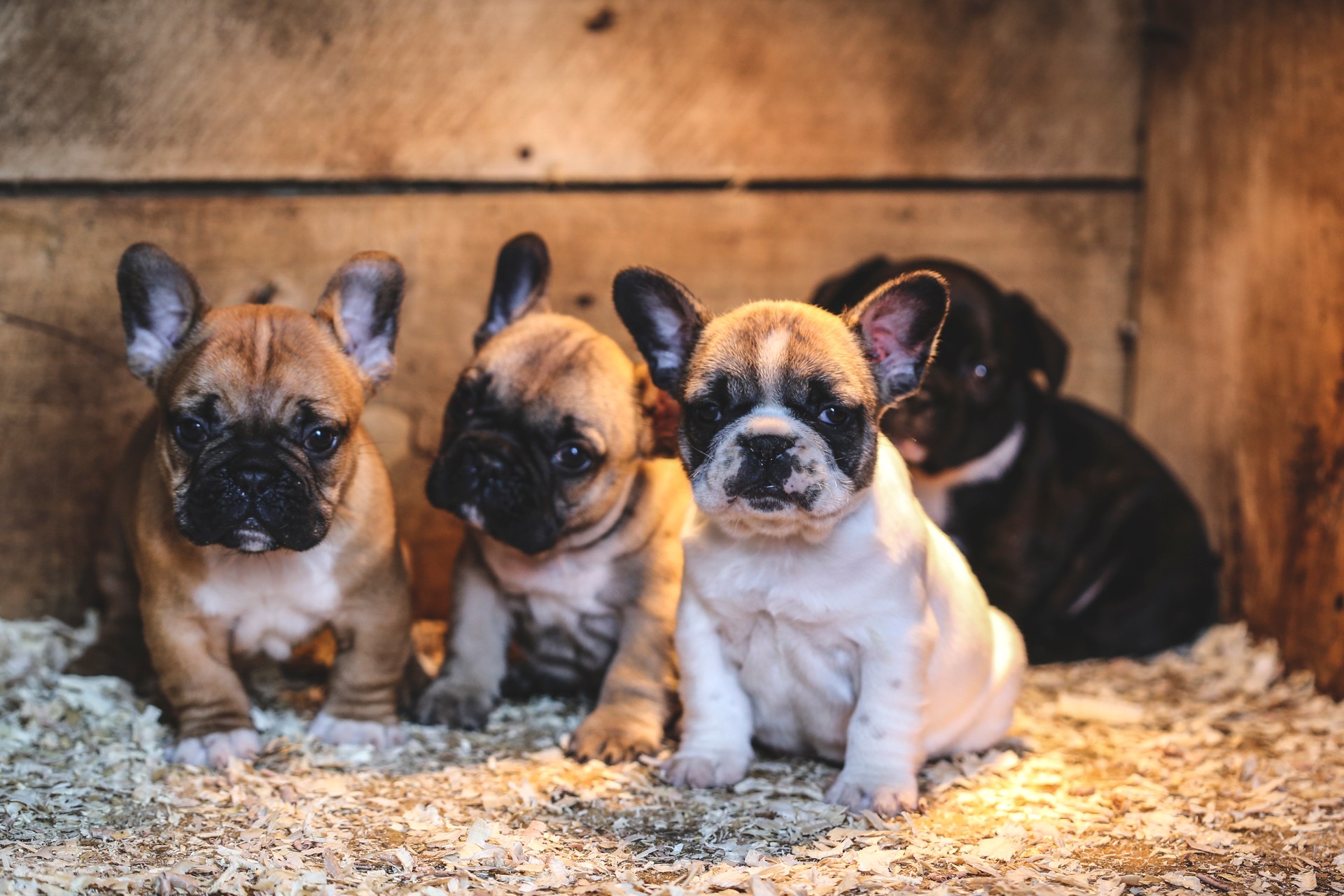 Puppies in dog house